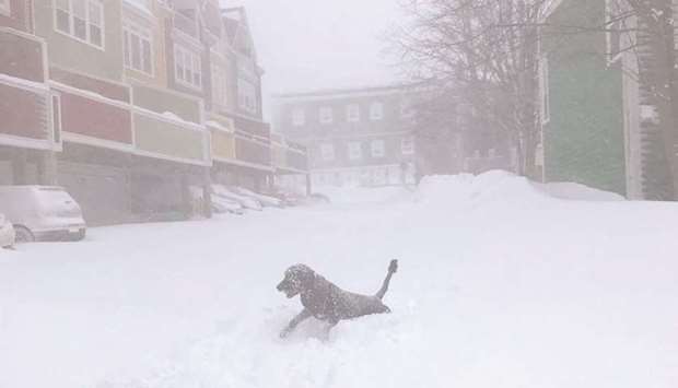 A dog runs in the snow during a blizzard in St Johnu2019s, Newfoundland and Labrador, Canada in this image obtained yesterday from social media.