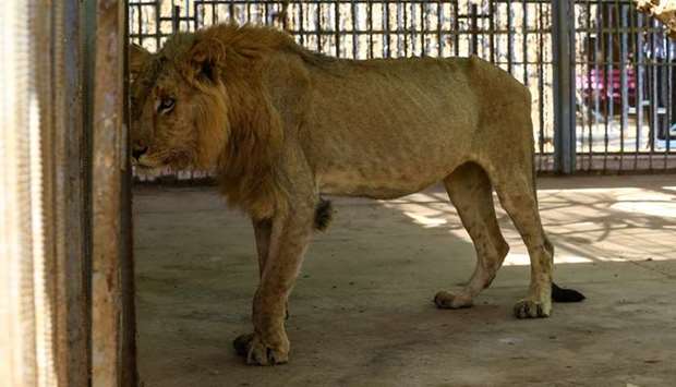 A malnourished lion walks in his cage at the Al-Qureshi park in the Sudanese capital Khartoum