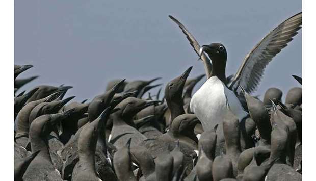 THE BLOB DID IT: Half a million to 1.2 million common murres starved to death during the 2014 to 2016 marine heatwave u2014 about 10% to 20% of the population.