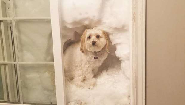 A dog sits in snow covering the entrance to a house in Paradise, Newfoundland, in this image obtained from social media.
