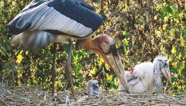 This picture taken on January 1 shows a Greater Adjutant stork and its chicks on an artificial platform in an enclosure at Assam State Zoo in Guwahati.