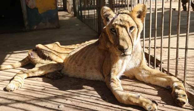A malnourished lioness sits in its cage after receiving treatment at al-Qureshi park in the Sudanese capital Khartoum on January 23