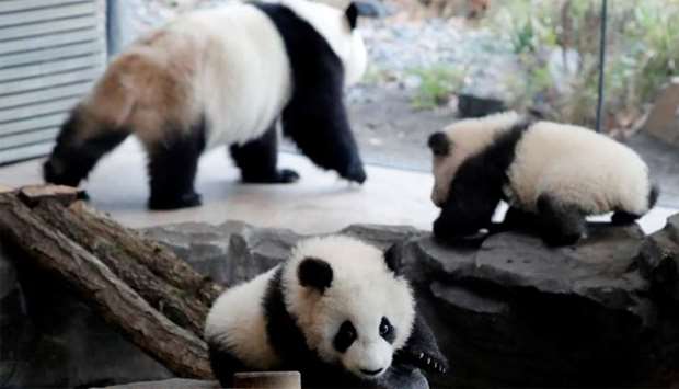 Panda twin cubs Paule (Meng Yuan) and Pit (Meng Xiang) and mother panda Meng Meng are seen during their first appearance in their enclosure at the Berlin Zoo in Berlin
