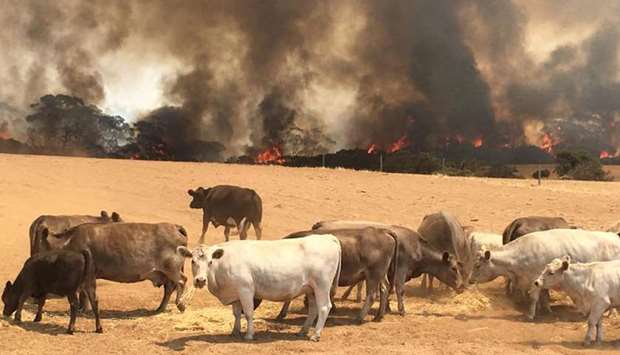 Cows stand in the field with bushfire burning in the background, in Kangaroo Island, Australia.