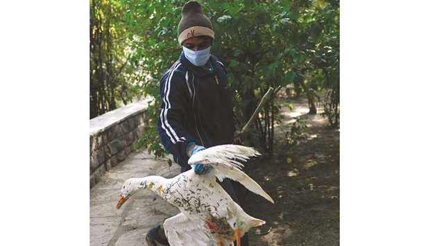 A caretaker carries a dead goose from the waters of Sanjay Lake in New Delhi, yesterday.
