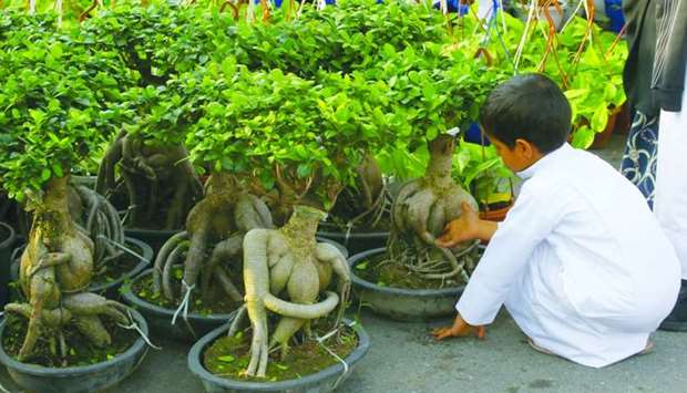 Bonsai trees are also available at Mahaseel Festival. PICTURE: Jayan Orma