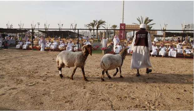 Katara will launch tenth edition of the Halal Qatar Festival 2021 (goats and sheep) from February 13 to 21.z