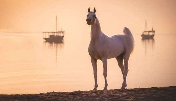 Only the best international horse breeds are eligible to participate in the first edition of Katara's International Arabian Horse Festival (supplied picture).