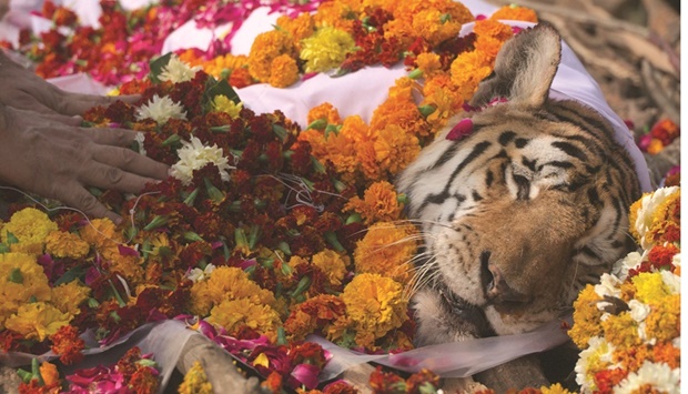 The carcass of the u2018Collarwaliu2019 tigress during its funeral ceremony at the Pench Tiger Reserve in the Karmajhiri range of Indiau2019s Madhya Pradesh state.