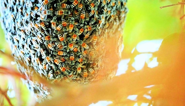 A close view of the bottom part of the packed beehive on January 11. PICTURE: Gulf Times news editor Bonnie James