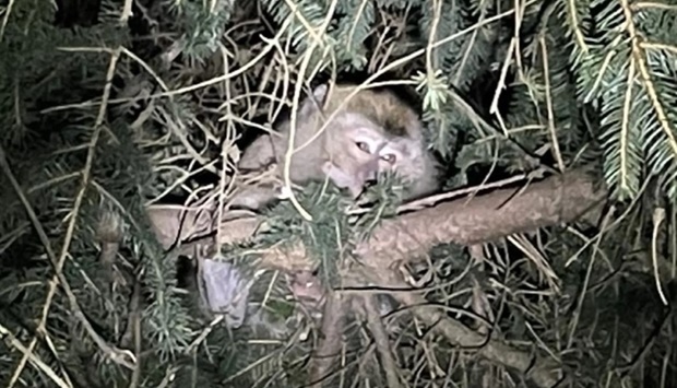 A cynomolgus monkey sits in a tree near Danville, Pennsylvania on Saturday. AFP/Pennsylvania State Police Department