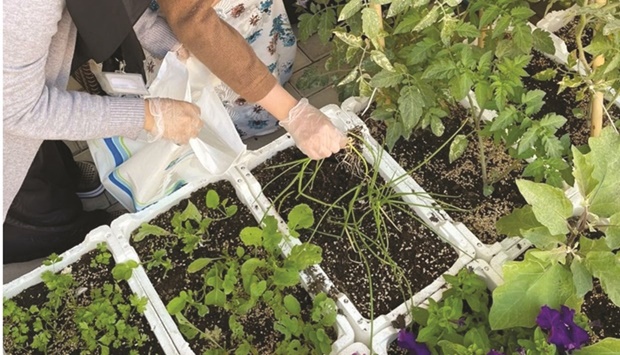 The cultivation was done in line with the directives of supervisers in charge of the programme.