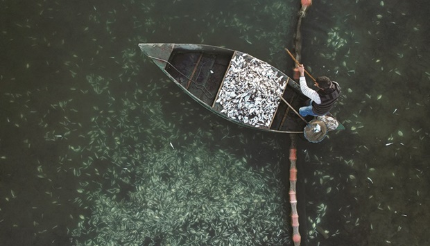This picture taken by drone shows fish farm cultivator Ioannis  Ouzounoglou collects fish that died from low temperatures, at his fish farm in Richo Lagoon, in Greece.