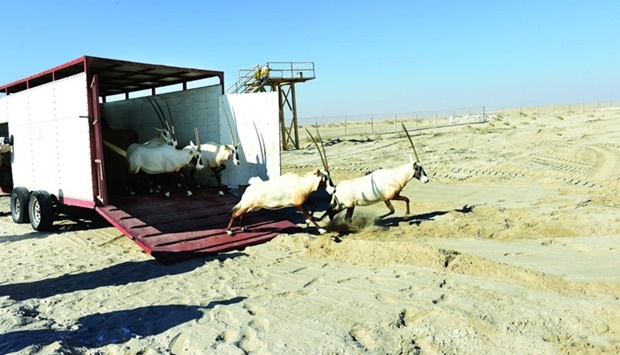  A herd of Arabian oryx being released in the Sealine Natural Reserve
