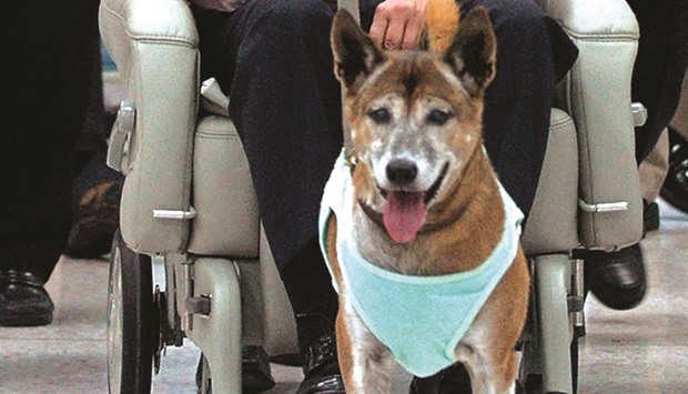 The favourite dog of Thailandu2019s ailing monarch has died, days after a man was arrested for allegedly making a satirical online remark about the beloved canine.