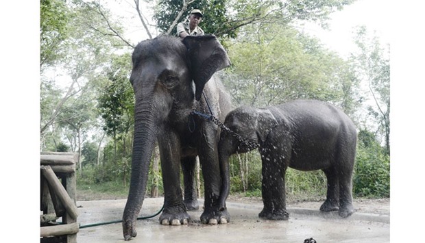 File photo shows a ranger giving a shower to a patrol elephant and her calf in Way Kambas National Park, where human settlements border a tranche of lowland forest home to an estimated 250 wild Sumatran elephants.