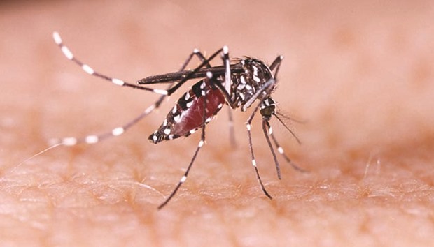 Dengue, Zika and chikungunya fever mosquito (aedes aegypti) on human skin.