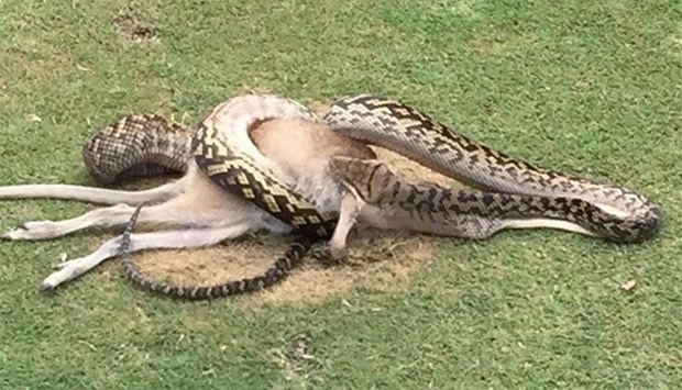 This photo taken on December 10 shows a python wrestling with a wallaby in the middle of a fairway on a golf course in Cairns. AFP photo/Robert Willemse