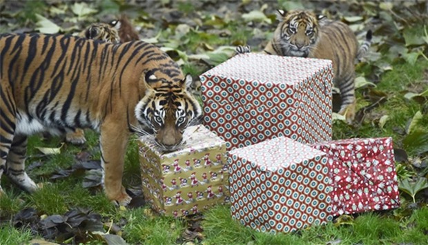 Sumatran tigers open up Christmas presents in their enclosure at London Zoo