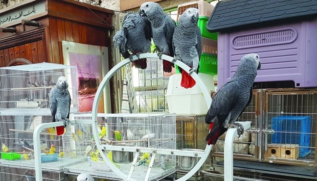 A shop showcases a group of African Greys.