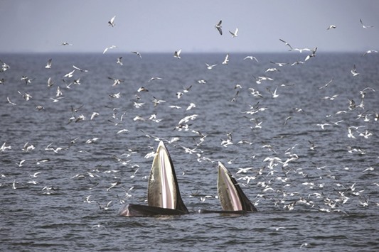 File photo shows a mother Brydeu2019s whale (left) and her calf feeding on anchovies in the Gulf of Thailand, off the coast of Samut Sakhon province.