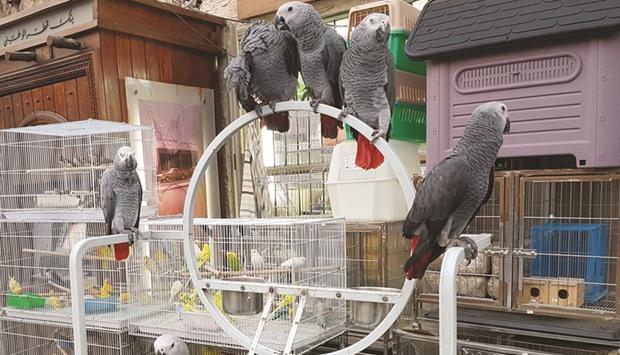 A shop showcases a group of African Greys.