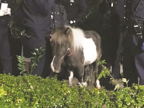 This handout picture released by Kokugakuin University shows Charlotte the pony. The pony that ran away from a pet shop in downtown Tokyo enjoyed a brief taste of freedom before being gently coaxed back.