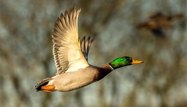 A wild mallard duck is pictured in Godewaersvelde. An outbreak of avian influenza H5N8 has been detected in a French duck farm in the Tarn commune of Almayrac.