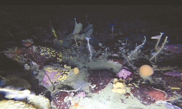 This undated screen grab taken from handout video received from the Australian Antarctic Division (AAD) yesterday shows a rare glimpse beneath the Antarctic sea ice, revealing a colourful world filled with coconut-shaped sponges, dandelion-like worms, pink algae and spidery starfish at Australiau2019s Casey research station near Ou2019Brien Bay in Antarctica.