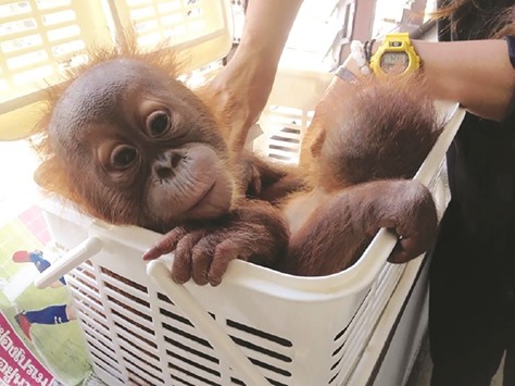 This handout photo shows an infant orangutan at an animal clinic after being rescued during a sting operation in Bangkok.