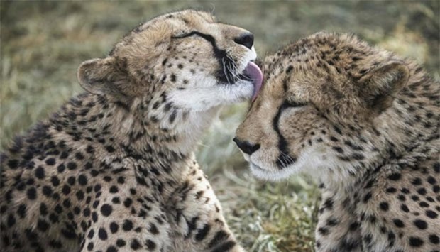 A captive cheetah is licking her sibling in an enclosure at the Cheetah Conservation Fund in Otjiwarongo, Namibia, in this February 18, 2016 file photo.