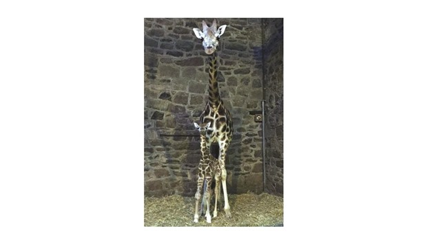 The rare Rothschildu2019s giraffe calf stands with its mother at Chester Zoo in north west England. The six-feet-tall youngster, which is yet to be sexed or named, arrived to first-time mum Tula at around 7am.