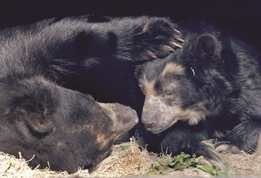 BENEFICIARY: The female Andean bear, right, has benefited from research done on old frozen samples that helped diagnose the living bearsu2019 allergies at the St. Louis Zoo.