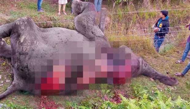 One of the elephants killed by the train. Picture courtesy: India Today
