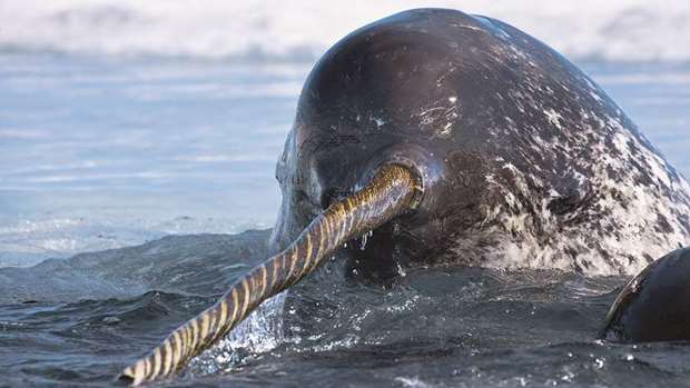 TUSK TALE: A narwhal wielding its broken tusk as it catches a breath.