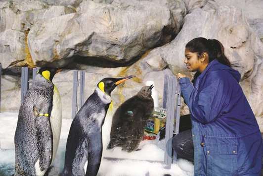 Junior avian keeper Benazir Begum looking at a two-month-old Maru the penguin (third left) being prepared to join others at the Jurong Bird Park in Singapore.