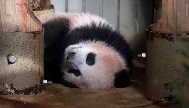 Baby panda Shan Shan (Xiang Xiang) is seen during press preview ahead of the public debut at Ueno Zoological Gardens in Tokyo