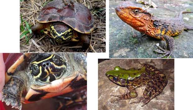 A snail-eating turtle (Malayemys isan), a Vietnamese crocodile lizard  and a vibrantly colored frog (Odorrana mutschmanni)