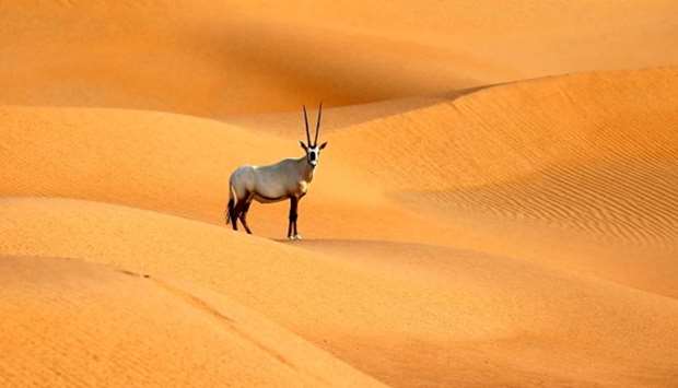 An Arabian Oryx at the Arabian Oryx Sanctuary