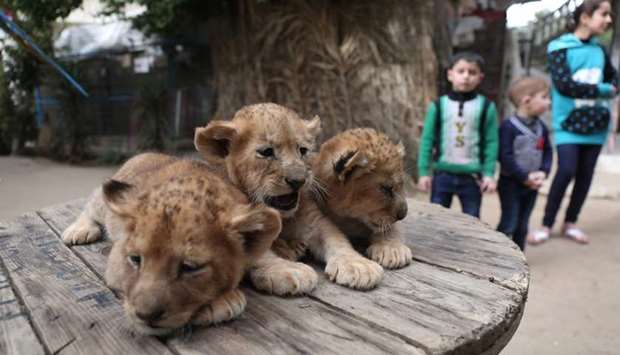 Palestinian children stand close to three lion cubs at a zoo in Rafah, in the southern Gaza Strip