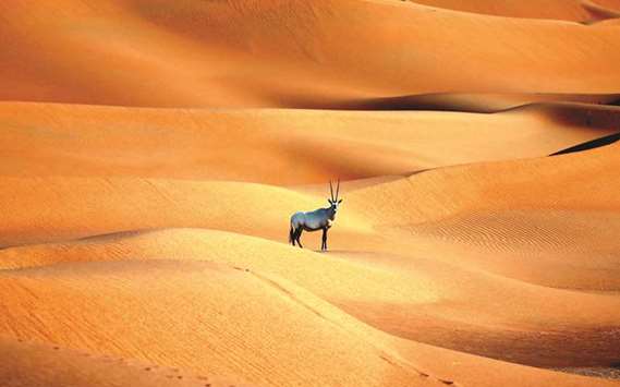File photo shows an Arabian Oryx at a sanctuary in Umm Al-Zamool, some 290kms south of Abu Dhabi near the border with Oman and Saudi Arabia.