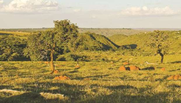 Brazilu2019s Cerrado savanna, which covers a quarter of the country, has come under growing pressure from production of beef, soy, and other commodities, together with the associated infrastructure.