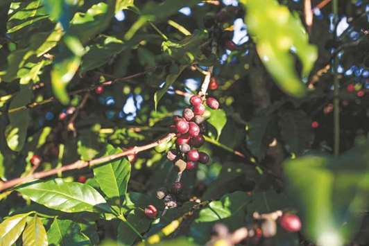 South American coffee crops are suffering from a confluence of extremes, signalling tighter supplies than expected