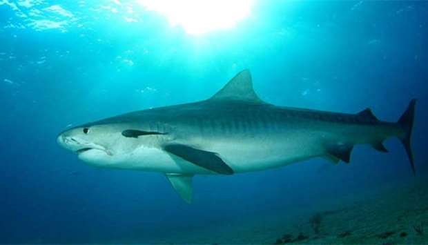 A tiger shark savaged a tourist and her diving guide off Coco Island.
