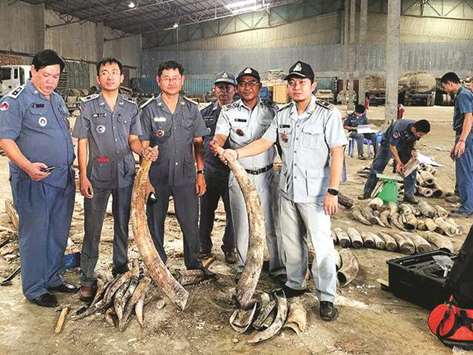 Cambodian authorities holding pieces of ivory after a shipment was seized in Preah Sihanouk province. Cambodia has seized nearly a tonne of ivory hidden in hollowed-out logs and discovered inside an abandoned shipping container, an official said yesterday.