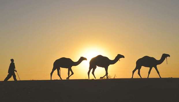 A boy walks with his camels as the sun sets yesterday in Jaffarabad district, in the southeast of Balochistan