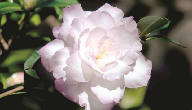 CHERISHED: Leslie Ann opens as a formal double and made its debut in 1960 and is one of the most loved camellias today.