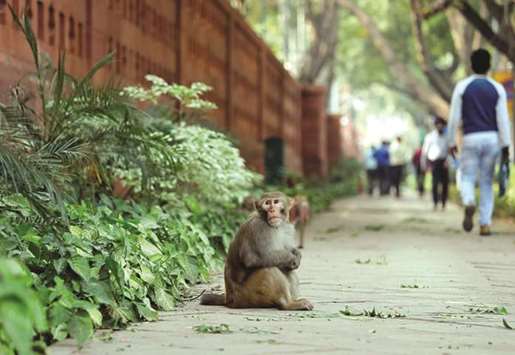 A monkey sits on a pavement outside parliament building in New Delhi.