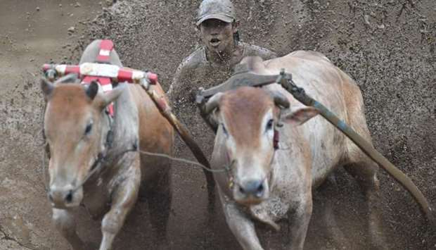 An Indonesian jockey riding two bulls with a cart during a traditional sport bull race locally called ,pacu jawi, in Pariangan.