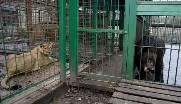 Lion and brown bears wait in their cage at Veles, a shelter for wild animals in Rappolovo village, outside Saint Petersburg on November 19, 2018.